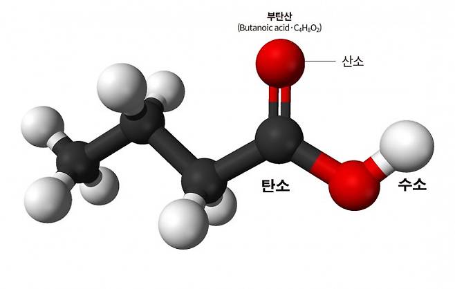 부탄산 - 부티르산이라고도 불린다. 탄소 4개를 가진 포화 지방산이다. 게티이미지뱅크 제공