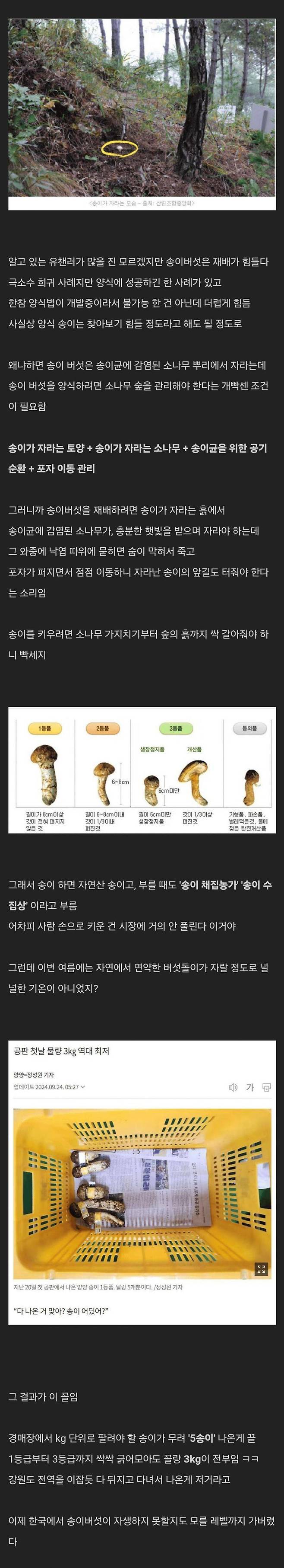 폭염으로 ㅈ되버린 자연산 송이 버섯 시장