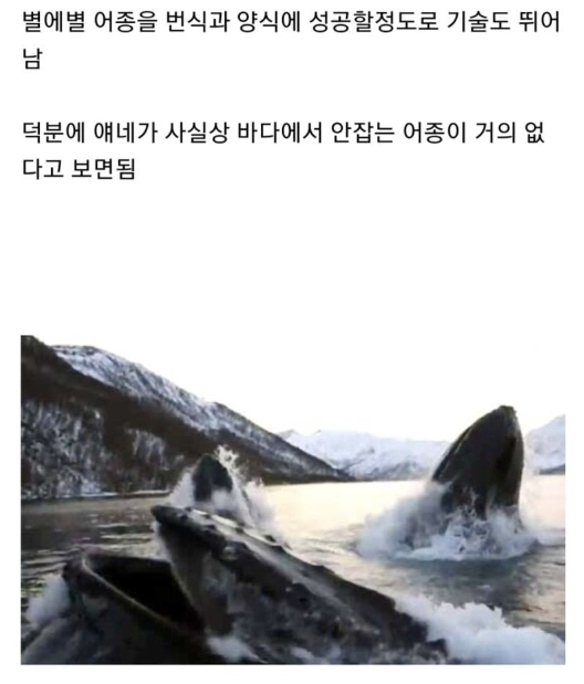 image.png 노르웨이의 어업에 아무도 입을 못여는 이유