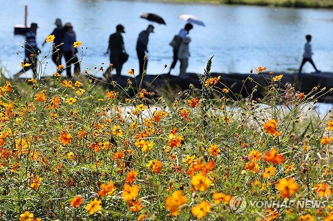 장성 황룡강 가을꽃축제 (장성=연합뉴스) 조남수 기자 = 장성 황룡강 가을꽃축제 개막을 하루 앞둔 4일 전남 장성 황룡강 둔치에서 시민들이 꽃길을 걷고 있다. 장성 황룡강 가을꽃축제는 5일부터 13일까지 장성읍 황룡강생태공원 일원에서 열린다. 2024.10.4 iso64@yna.co.kr