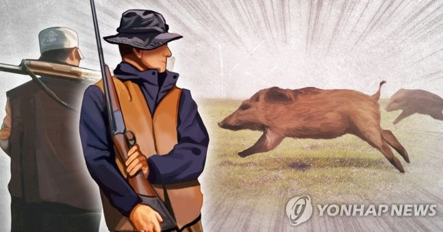 야생동물 멧돼지 포획.ⓒ연합뉴스