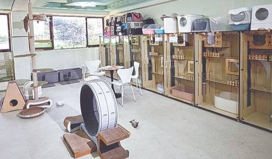 동물보육원 시흥지부에는 각기 다른 사연으로 구조된 고양이 스무 마리가 새로운 가족을 기다리고 있다.