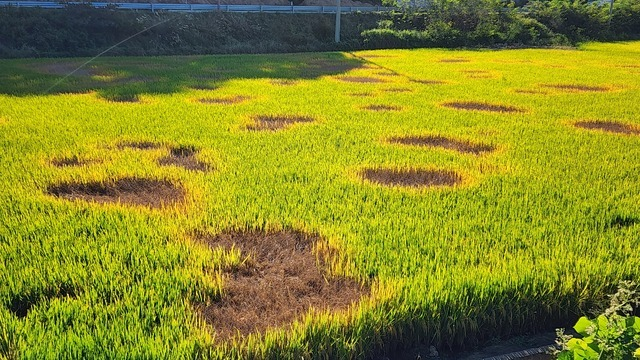 충남 서천군 한산면 동산리에 있는 논. 벼멸구 발생으로 군데군데 ‘호퍼번(hopper burn)’ 피해가 생겼다. 농민신문DB