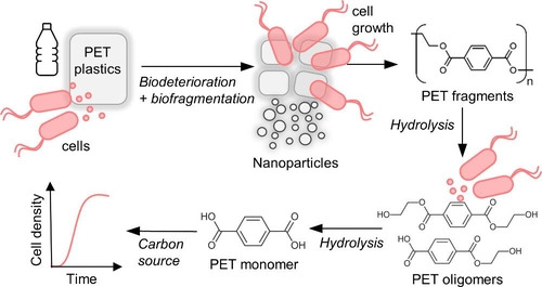 폐수 속 박테리아의 PET 분쇄·분해 과정  [Environmental Science & Technology / Ludmilla Aristilde et al. 제공. 재판매 및 Db 금지]