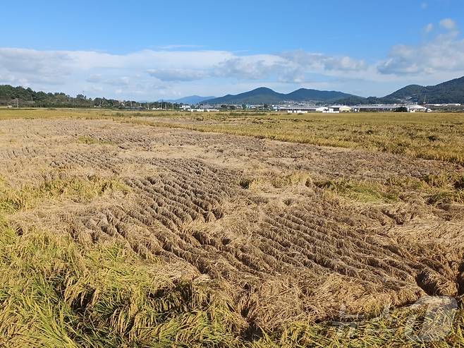 벼멸구 폭탄을 맞은 전남 장흥군 대덕읍 연지리 들녘. ⓒ News1 박영래 기자