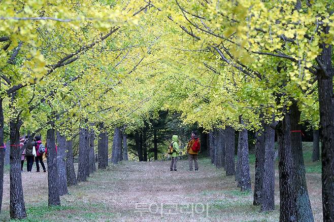 가을명소 '홍천 은행나무숲'.[사진=홍전군]