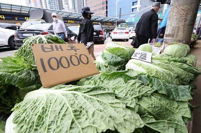 서울 동대문구 청량리 종합시장에 배추가 판매되고 있다.ⓒ뉴시스