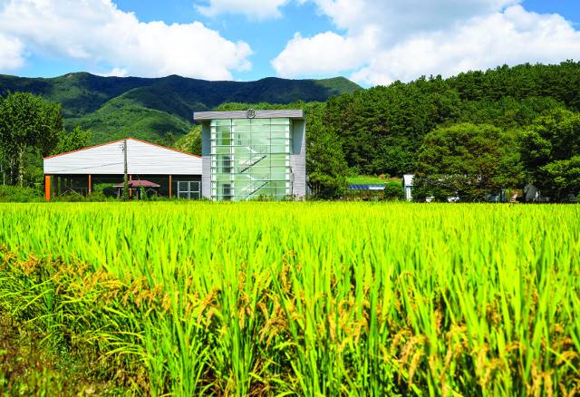 벼가 노랗게 영글어가는 황금리 들판.