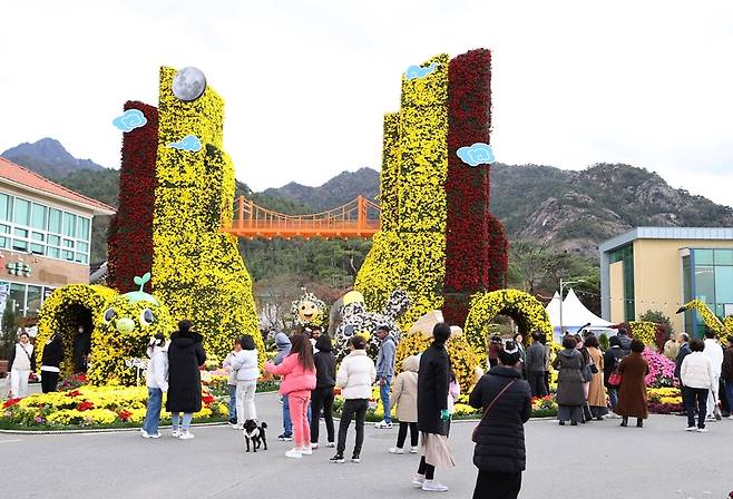 월출산 국화축제 / 사진=영암군 제공