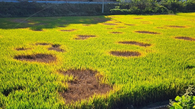 충남 서천군 한산면에 있는 논에 벼멸구가 발생해 ‘호퍼번(hopper burn)’ 피해가 생겼다. 농민신문 DB