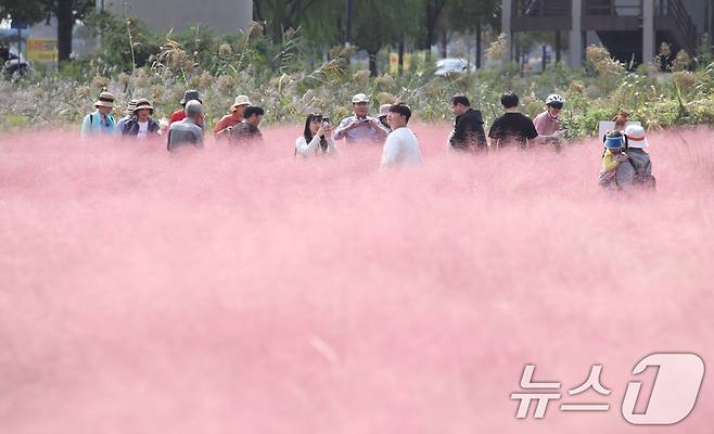 절기상 한로인 8일 오후 부산 강서구 대저생태공원을 찾은 시민들이 활짝 핀 핑크뮬리를 감상하고 있다. 2024.10.8/뉴스1 ⓒ News1 윤일지 기자