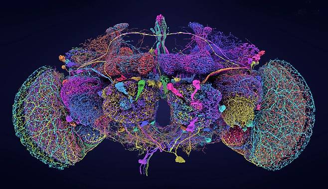 생물체의 뇌 전체를 파악한 뇌 지도로는 ‘역대 최대’라는 평을 받으며 최근에 발표된 초파리 뇌 지도 영상. 수많은 뉴런(신경세포)과 시냅스(뉴런들의 연결)의 복잡한 연결망을 보여준다. 초파리 뇌 지도 작성은 다양한 분야의 과학자들뿐 아니라 아마추어 시민과학자들이 참여하는 폭넓은 협업을 통해 이뤄졌다. 미국 프린스턴대 연구진 제공