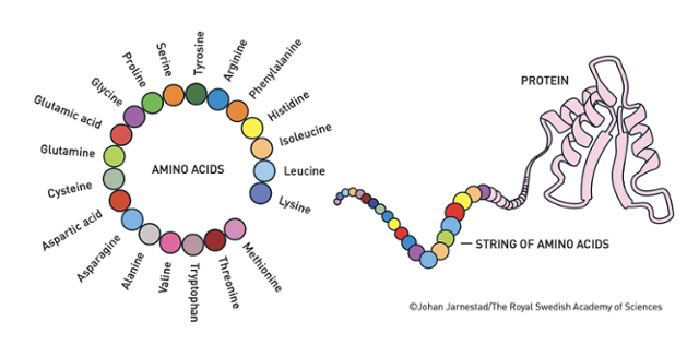 단백질을 구성하는 20가지 아미노산(왼쪽)과, 아미노산들이 사슬처럼 이어진 뒤 얽히고 접혀 3차원 구조의 단백질이 되는 과정을 나타낸 그림. 노벨위원회 제공