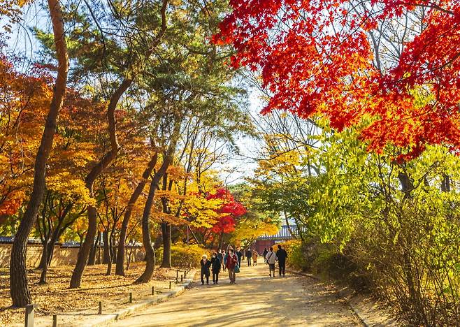 단풍 관련 이미지. 사진=게티이미지뱅크