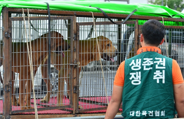 대한육견협회 소속 회원이 2017년 9월 22일 서울 종로구 세종로공원에서 열린 개고기 합법화 집회에 참석해 케이지에 실린 식용견들을 바라보고 있다. 뉴시스