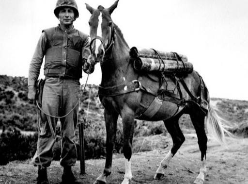 6·25전쟁 당시 미국 해병대원들 사이에 ‘전쟁&nbsp;영웅’으로 불린&nbsp;말 레클리스(오른쪽). 전쟁 기간 고지 위의 미군을 위해 탄약을 실어나르고 내려갈 때에는 부상병을 운반했다. 주한미군 SNS&nbsp;캡처