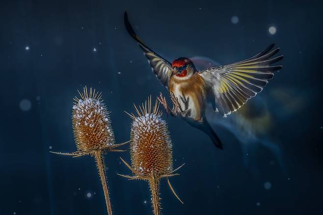 천상의 우아한 비행(HEAVENLY ELEGANT FLIGHT) /Nicolas Groffal/Bird Photographer of the Year