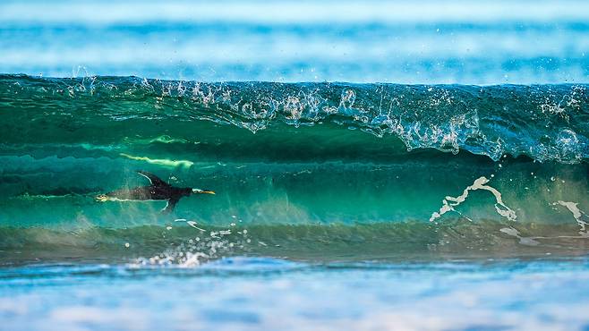 저편에서 서핑하다(SURFING ON THE OTHER SIDE) /Levi Fitze/Bird Photographer of the Year