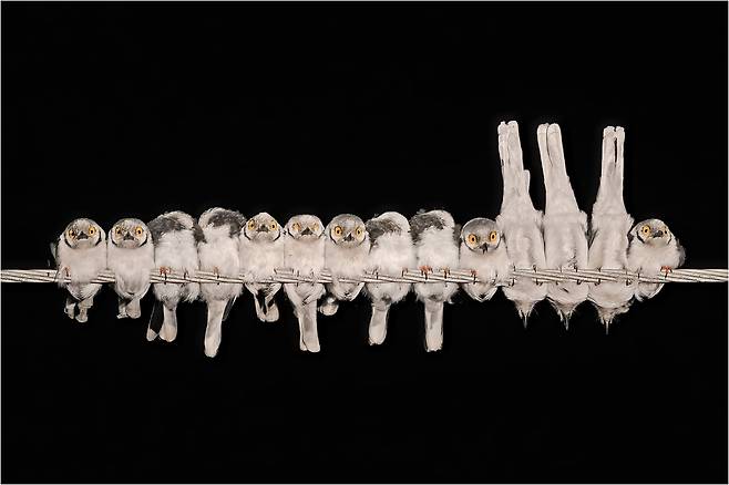 잠을 청하는 헬멧때까치(HELMETSHRIKES PREPARING TO SLEEP)  /Gary Collyer/Bird Photographer of the Year