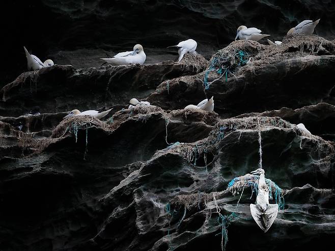 검시(POSTMORTEM) /Joshua Galicki/Bird Photographer of the Year