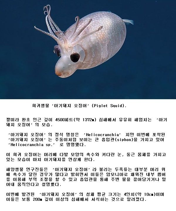 아기돼지 오징어