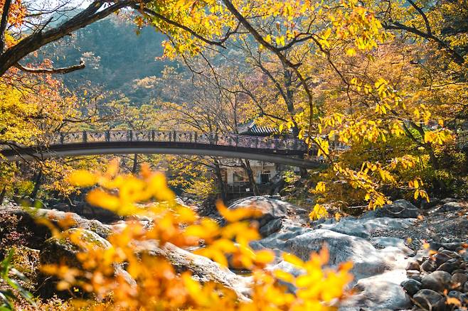 산청 대원사계곡길