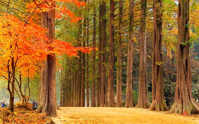 남이섬 가을 풍경. 남이섬 제공