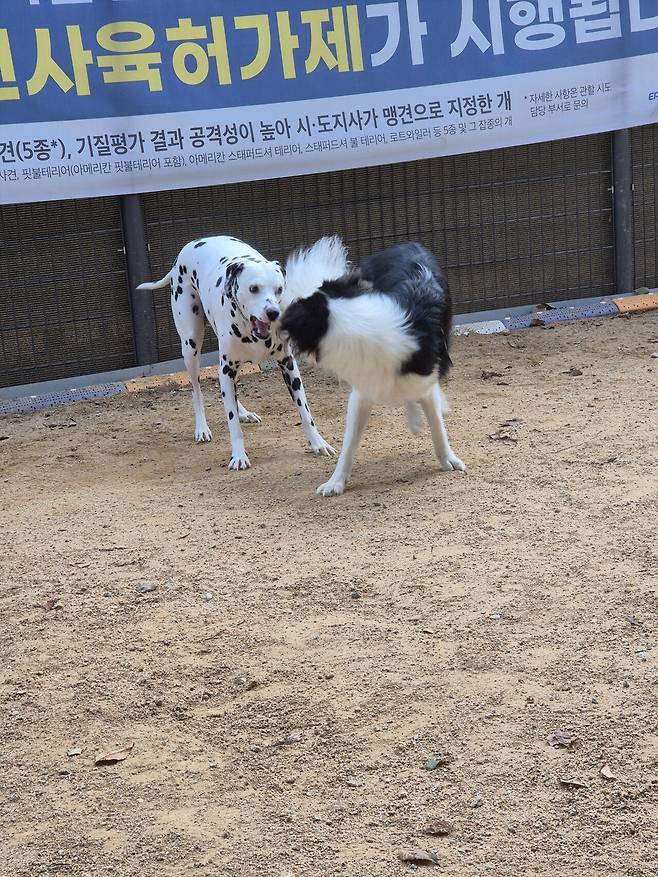 1000002610.jpg 포텐간 브로콜리 보고 올린 브로콜리 보고 올리는