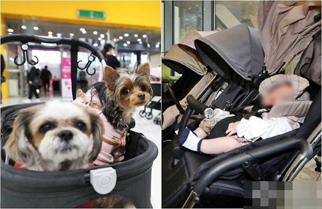 개모차와 유모차 [사진출처=매경DB, 연합뉴스]