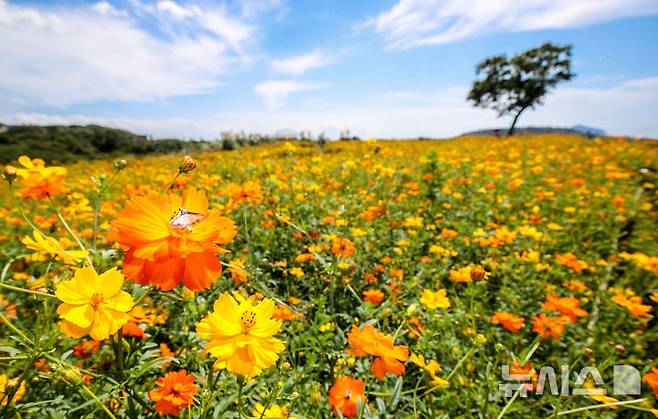 [서귀포=뉴시스] 우장호 기자 = 가을 바람이 살랑이는 29일 오후 제주 서귀포시 안덕면 신화월드 인근 신화가든에 황화코스모스가 활짝 피어나 나들이객의 시선을 사로잡고 있다. 2024.09.29. woo1223@newsis.com