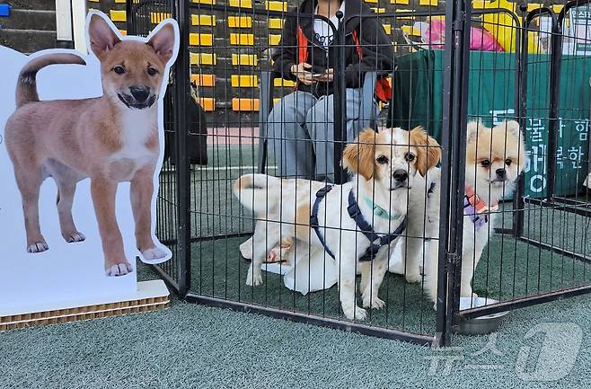 12일 서울 동국대학교에서 열린 '2024 중구 해피투개더 반려견 축제'에서 유기견 입양 홍보가 진행되고 있다. ⓒ 뉴스1 최서윤 기자