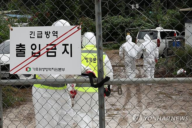 양돈농가서 ASF 발생 ※ 기사와 직접적인 관계가 없습니다. [연합뉴스 자료 사진]