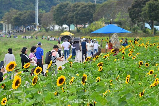 장성 황룡강 가을꽃축제 /사진-장성군