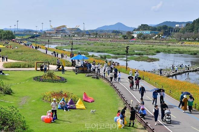 장성 황룡강 가을꽃축제 /사진-장성군