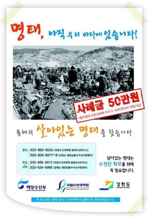 해양수산부의 명태 살리기 프로젝트 포스터. 해양수산부