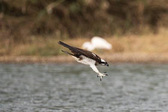 멸종위기종인 새매, 새호리기 등 맹금류의 사냥 활동이 울산의 식수원인 회야강에서 잇따라 관찰됐다. 긴 발톱을 날카롭게 세워 강 위를 스치듯 날아다니며 숭어 같은 물고기를 낚아채 하늘로 비상하는 모습이 장관을 이뤘다. 사진 울산 새 통신원 최호준씨. 울산시.