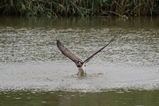 멸종위기종인 새매, 새호리기 등 맹금류의 사냥 활동이 울산의 식수원인 회야강에서 잇따라 관찰됐다. 긴 발톱을 날카롭게 세워 강 위를 스치듯 날아다니며 숭어 같은 물고기를 낚아채 하늘로 비상하는 모습이 장관을 이뤘다. 사진 울산 새 통신원 최호준씨. 울산시