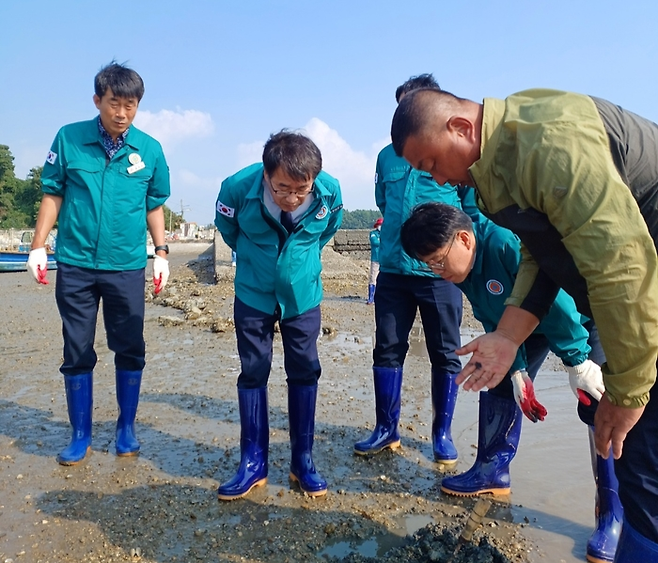 충청남도 관계자들이 충남 서산시 가로림만 갯벌에서 폐사한 바지락들을 살펴보고 있다. [사진 = 충남도청 제공]