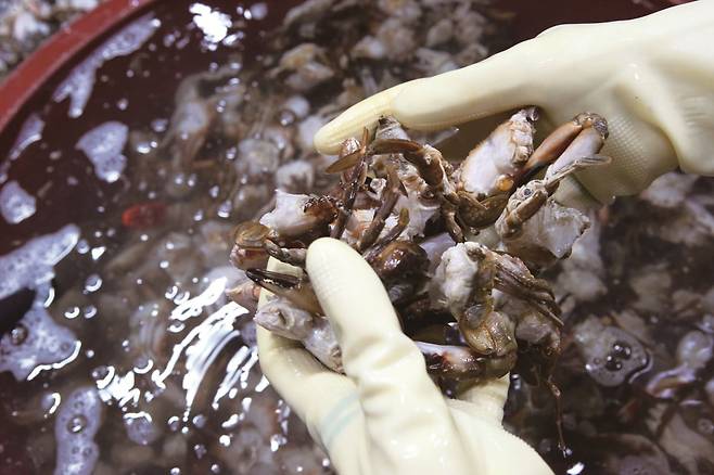 게장 맛의 비결은 신선한 돌게. 식당마다 남해안 혹은 서해안 돌게를 사용한다. 사진=손준석