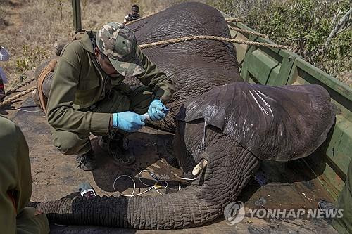 케냐 야생 코끼리 대규모 이송 작업 [AP=연합뉴스]