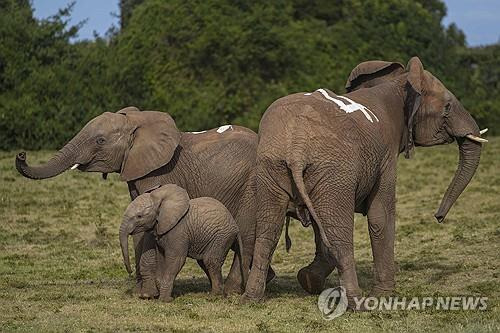 케냐 야생 코끼리 대규모 이송 작업 [AP=연합뉴스]