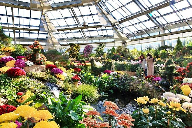 아침고요수목원 국화 전시회/사진-아침고요수목원