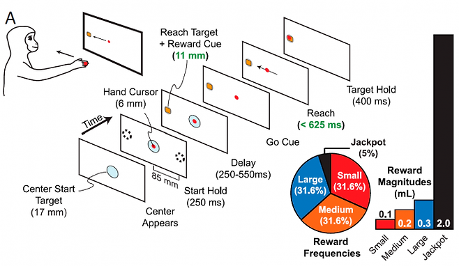 원숭이를 대상으로 보상 크기를 달리해 ‘속도+정확도 작업’ 실험을 하면 큰 보상까지는 보상이 클수록 성공률이 높지만 잭팟 보상에서는 오히려 성공률이 떨어진다. 즉 동물에서도 압박감으로 인한 경직 현상이 나타난다. 원숭이는 커서(hand cursor)에 손을 대고 있다가 색으로 보상 크기(reward cue)를 알 수 있는 표적(target)이 나타나면 재빨리 손을 표적으로 이동해야 한다. 일정 시간 일정 범위 내에 손을 대야 성공하고 보상으로 달콤한 주스를 받는다. PNAS 제공