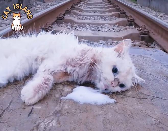 동물단체 29곳이 연합한 소셜미디어동물학대방지연합(SMACC)은 최근 가짜 동물 구조 콘텐츠가 소셜 미디어에서 급격히 증가하고 있다는 내용의 보고서를 발표했다. (소셜미디어동물학대방지연합 제공) ⓒ 뉴스1