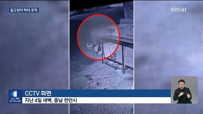 Internet_20241017_004922_2.jpeg ‘시각장애 묘’ 때리고 아기 고양이 납치…CCTV에 학대 포착