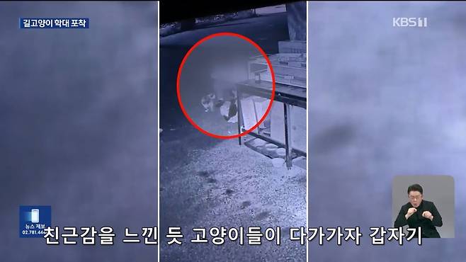 Internet_20241017_004922_3.jpeg ‘시각장애 묘’ 때리고 아기 고양이 납치…CCTV에 학대 포착