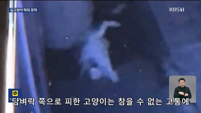 Internet_20241017_004922_7.jpeg ‘시각장애 묘’ 때리고 아기 고양이 납치…CCTV에 학대 포착