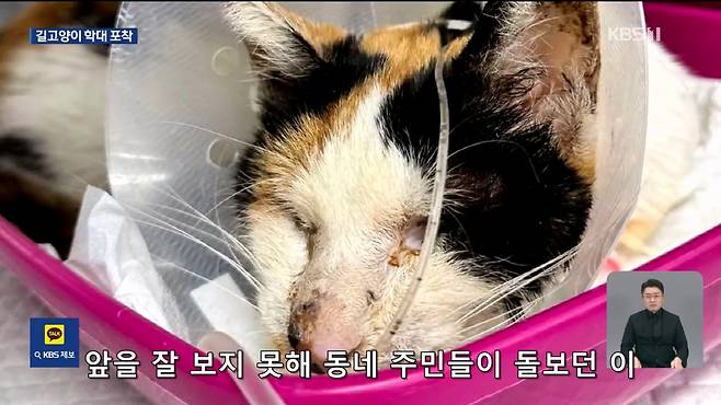 Internet_20241017_004922_9.jpeg ‘시각장애 묘’ 때리고 아기 고양이 납치…CCTV에 학대 포착