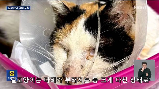 Internet_20241017_004922_10.jpeg ‘시각장애 묘’ 때리고 아기 고양이 납치…CCTV에 학대 포착