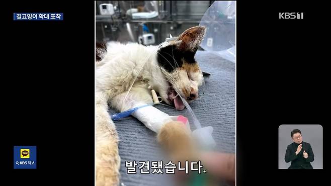 Internet_20241017_004922_12.jpeg ‘시각장애 묘’ 때리고 아기 고양이 납치…CCTV에 학대 포착